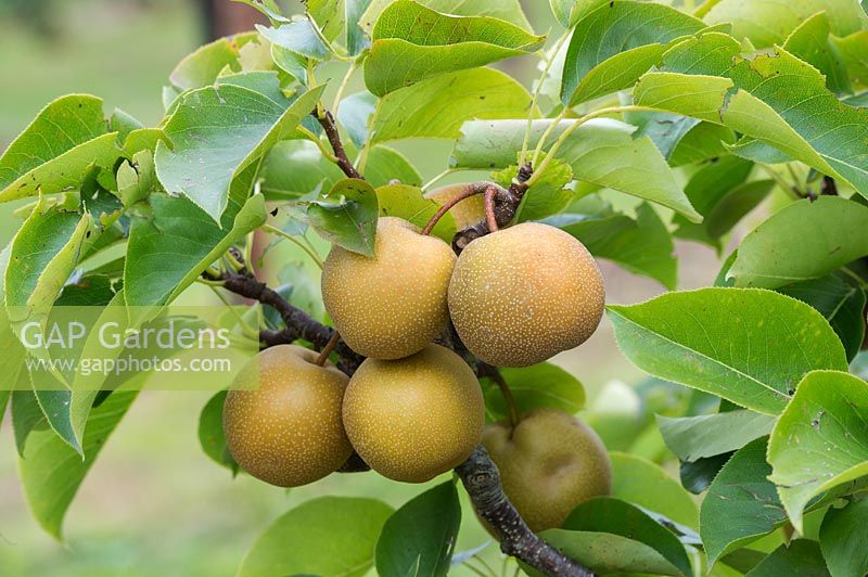 Pyrus pyrifolia 'Niitaka' - Poire d'Asie 'Niitaka'