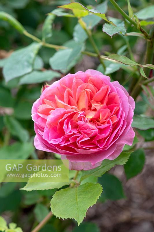 Rosa boscobel 'Auscousin' - rosier anglais