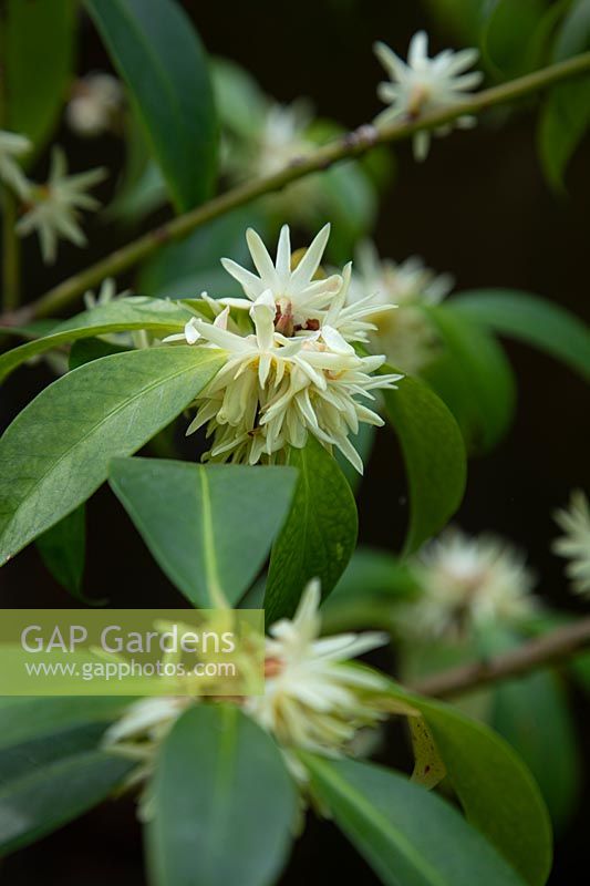 Illicium simonsii - BWJ 8024