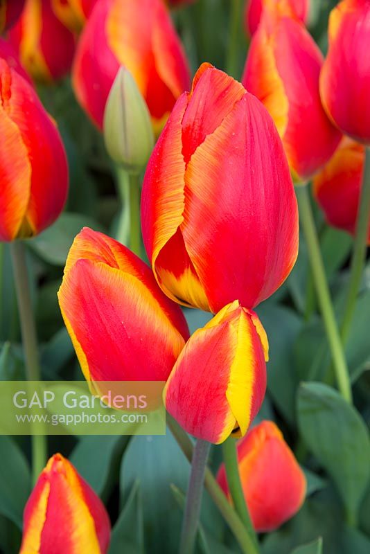 Tulipa 'Flair'