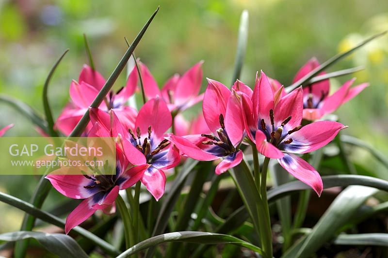 Tulipa hageri 'Little Beauty' - Tulipe 'Little Beauty'