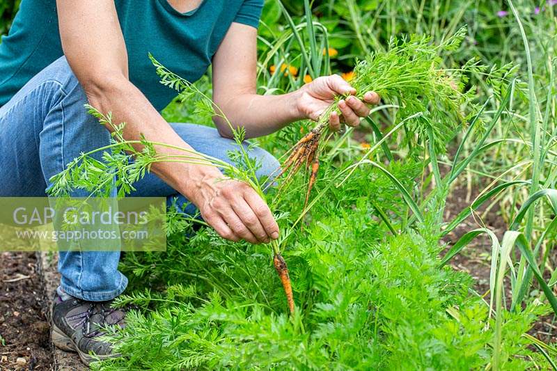 Femme éclaircissant les carottes