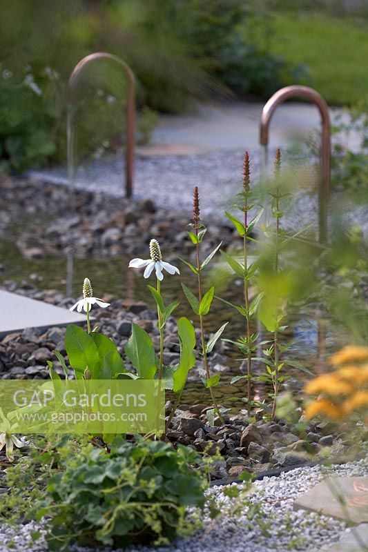 Détail de l'élément d'eau moderne dans le jardin du pollinisateur urbain. Parrainé par la distillerie Warner. RHS Hampton Court Palace Garden Festival, 2019.