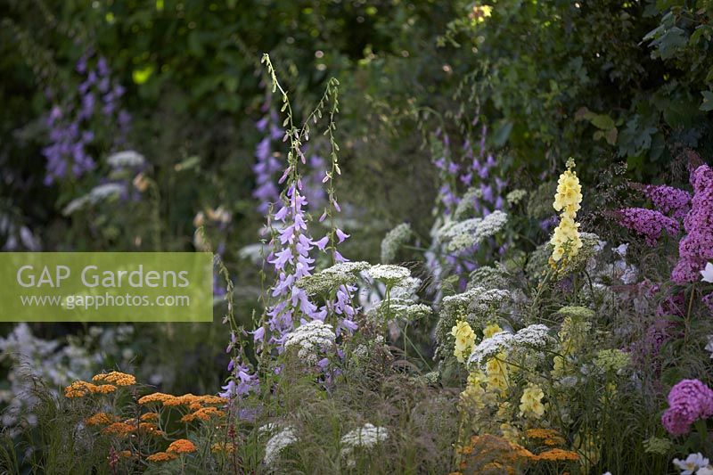 Parterre de fleurs mélangé de plantes bénéfiques, y compris Campanula sarmatica 'Hemelstraling', Achillea 'Terracotta', Verbascum 'Gainsborough' et Daucus carota. Le jardin des pollinisateurs urbains. Parrainé par la distillerie Warner. RHS Hampton Court Palace Garden Festival, 2019.