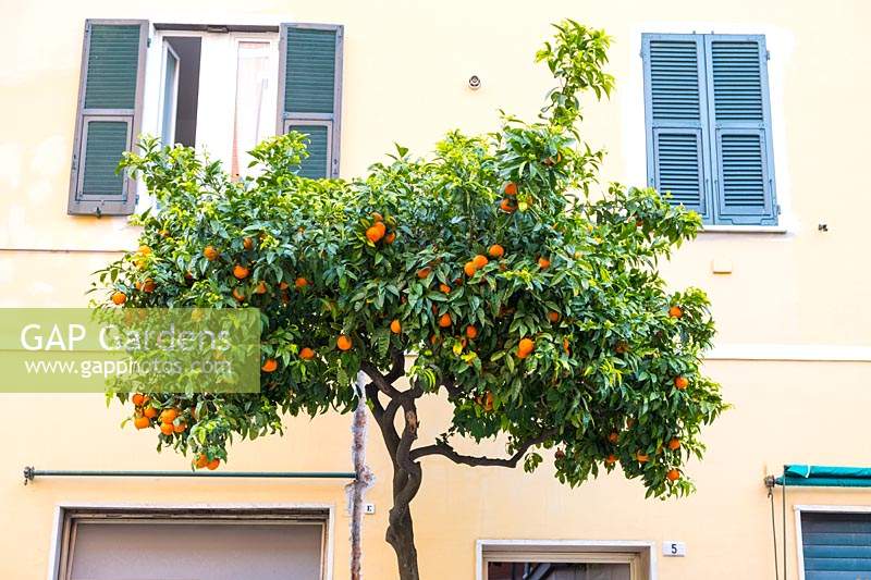 Citrus x sinensis - Fruitiers orangers dans la rue urbaine, Santa Margherita Ligure, Italie.