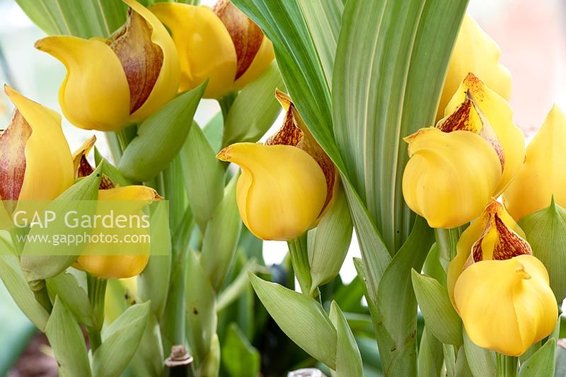 Anguloa wyld calice gx - Orchidée tulipe