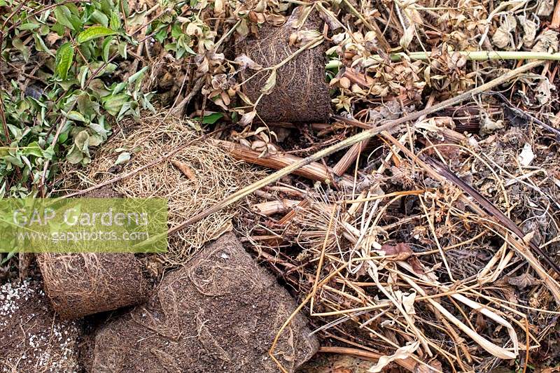 Plantes mortes sur un tas de compost