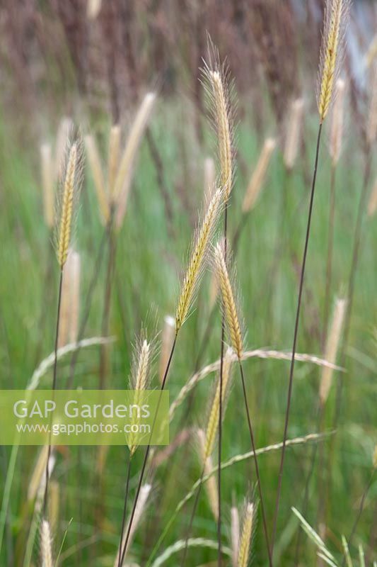 Hordeum bulbosum - Orge bulbeux