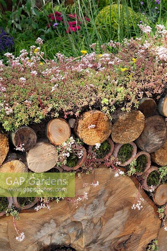 Mur de bûches de hêtre et album Sedum dans le Very Hungry Caterpillar Garden, RHS Tatton Park Flower Show, 2019.