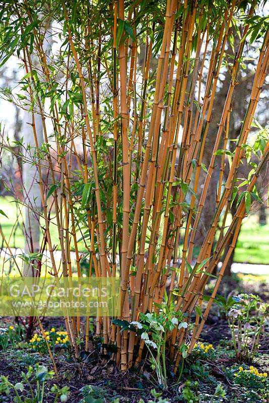 Phyllostachys aurea - Bambou polaire