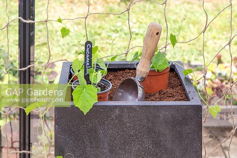 Outils et matériels prêts à planter des Cucamelons dans des jardinières carrées noires.