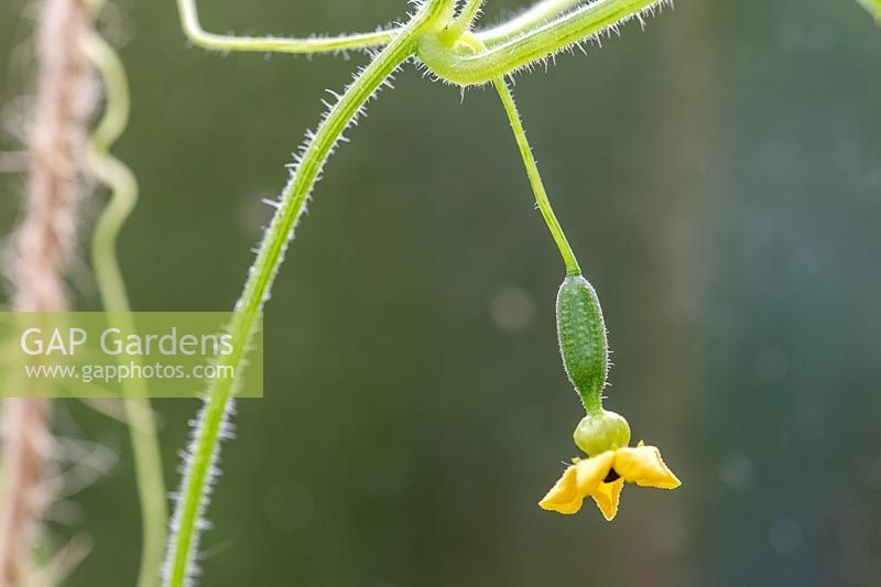 Melothria scabra - minuscule Cucamelon se développant sur la plante.