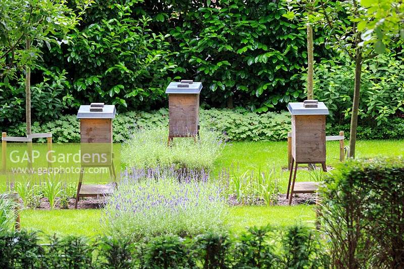 Trio de ruches actives parmi la lavande dans le jardin commun de De Bary, Amsterdam, Pays-Bas, conçu par Cilia Prenen.