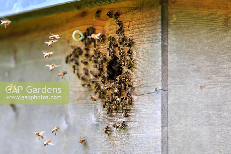 Les abeilles se sont regroupées autour de l'entrée de la ruche.