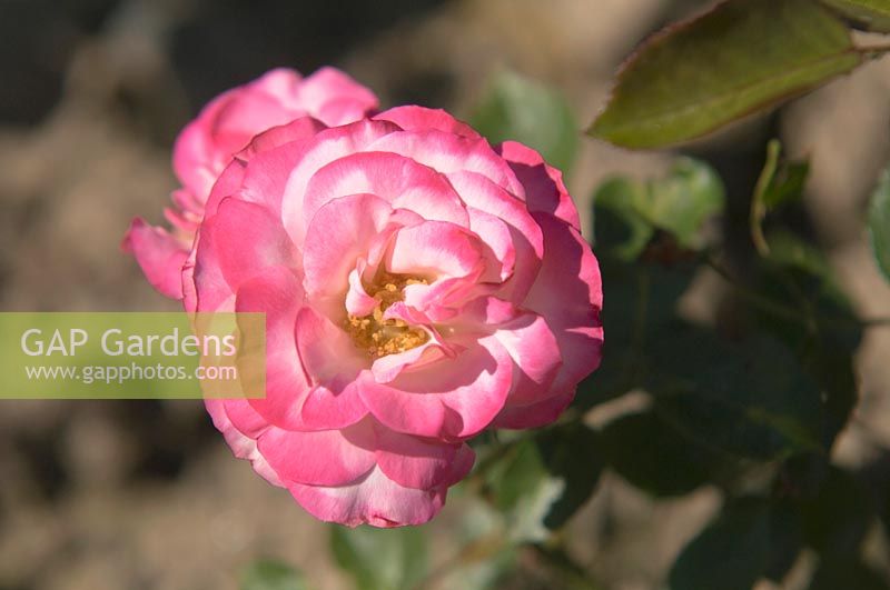 Rose 'Nicole', juin