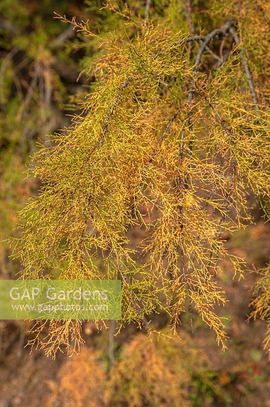 Tamarix Parviflora à feuilles jaune d'or en automne, octobre