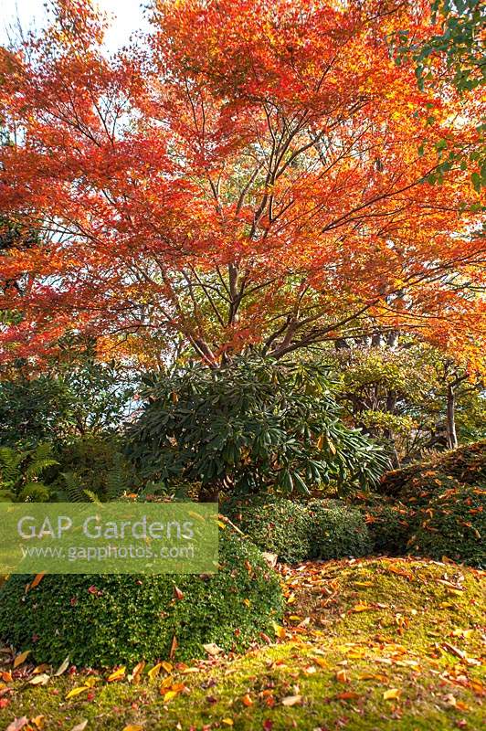 Jardin japonais d'automne avec Acer Palmatum
