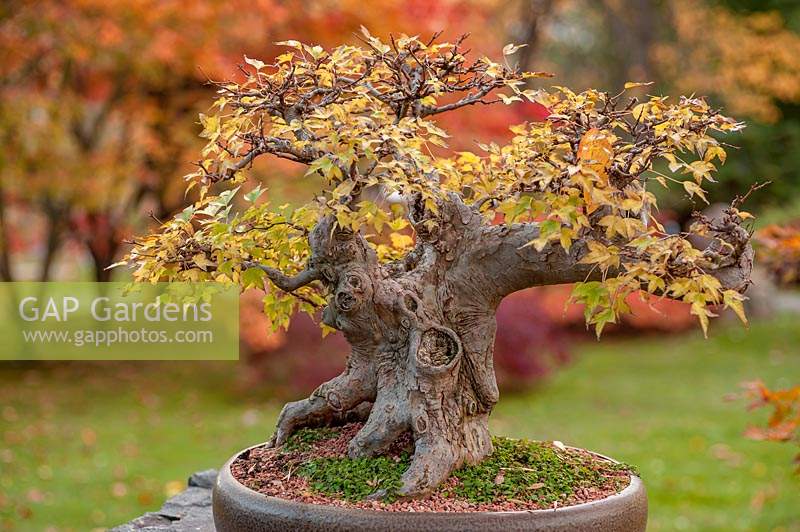 Acer Buergerianum Bonsai tree