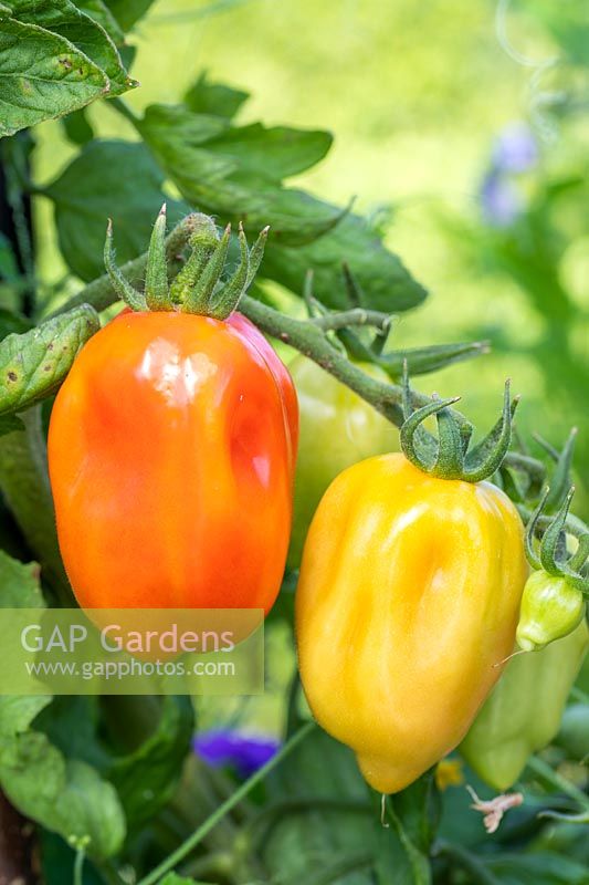 Solanum lycopersicum 'San Marzano' - Maturation des tomates