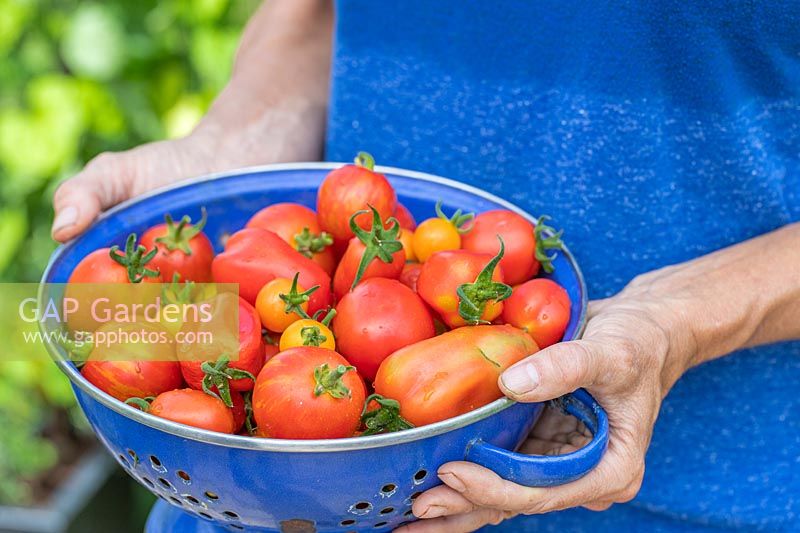 Femme tenant une passoire avec un mélange de tomates récoltées