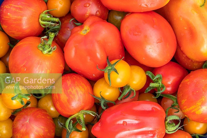Mélange de tomates récoltées - 'San Marzano', 'Sungold' et 'Tigerella'