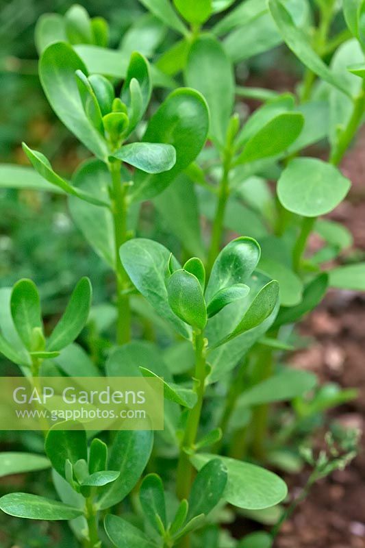 Portulaca oleracea - Pourpier vert