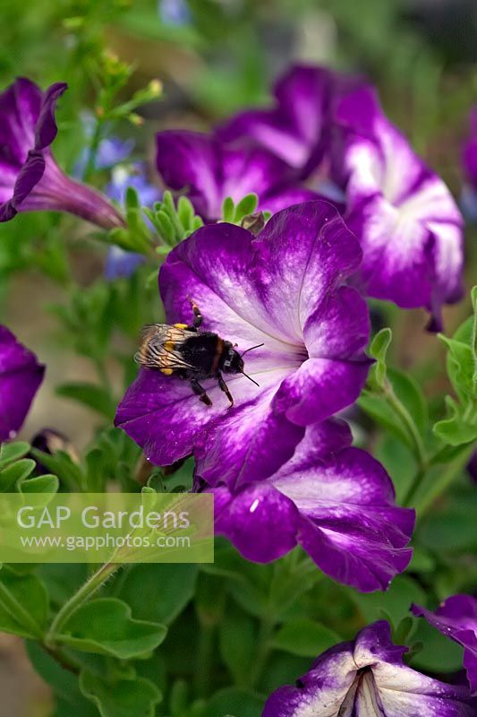 Pétunia Sanguna 'Patio Radiant Dark Blue' avec Bombus terrestris