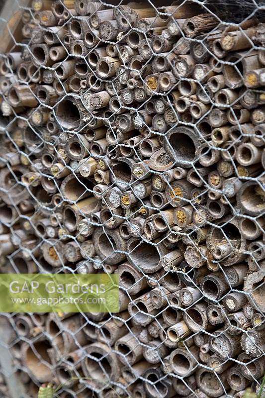 Un mur d'abeilles pour les abeilles solitaires à Knoll Gardens, Dorset - preuve de l'utilisation indiquée par les tubes de bambou bouchés en argile