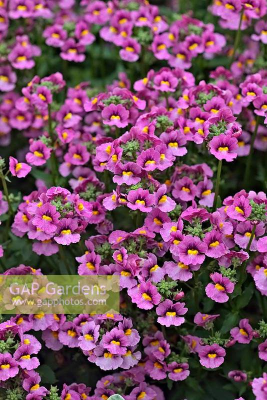 Nemesia 'Inupspink8' syn. 'Rose Sunsatia'