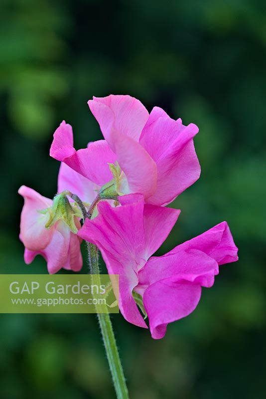 Lathyrus odoratus 'Arianne' - Pois de senteur