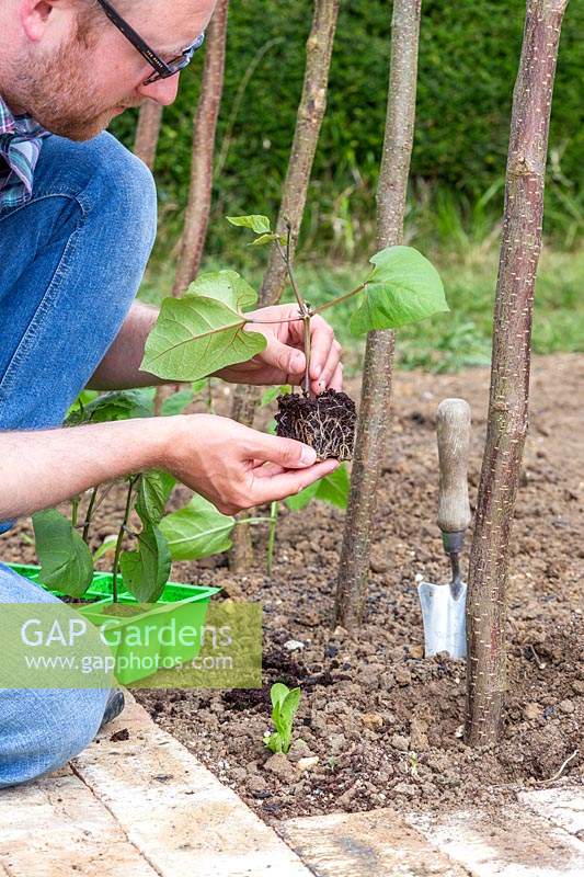 Homme plantant de jeunes plants de haricots de coureur par un tunnel de noisetier récemment érigé