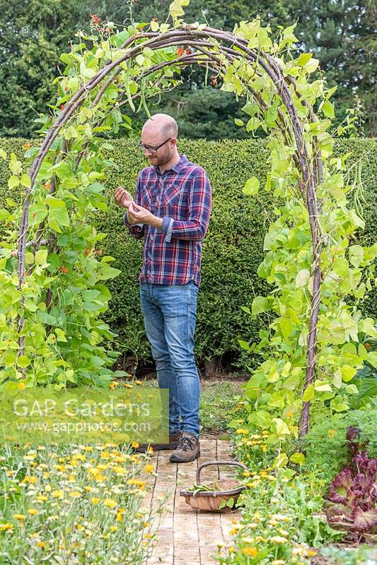 Man picking Runner beans 'Polestar' du tunnel de haricots