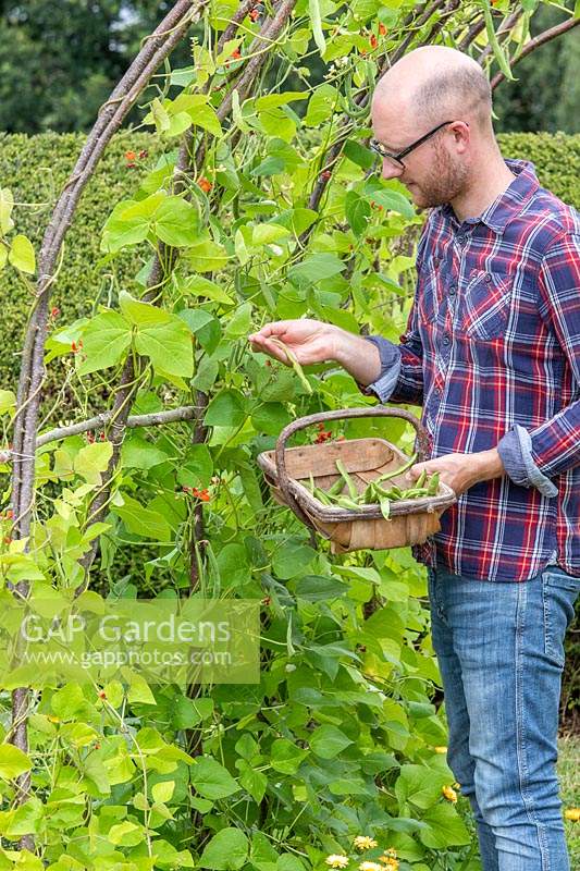 Homme cueillant des haricots Runner 'Polestar' dans un tunnel