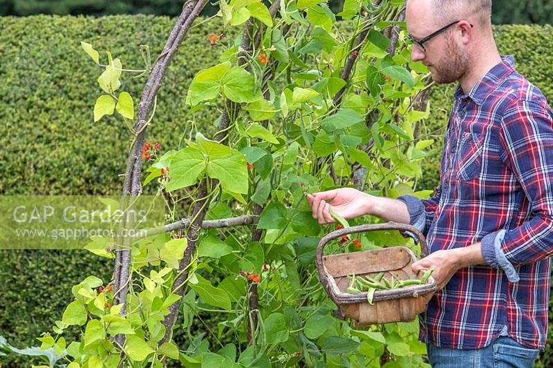 Man picking Runner Beans 'Polestar' du tunnel de haricots
