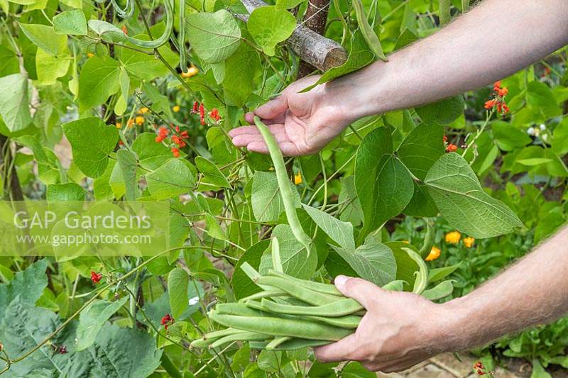 Homme cueillant des haricots Runner 'Polestar'