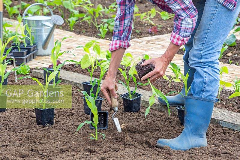 Femme plantant de jeunes plants de maïs doux à l'aide d'une truelle à main.