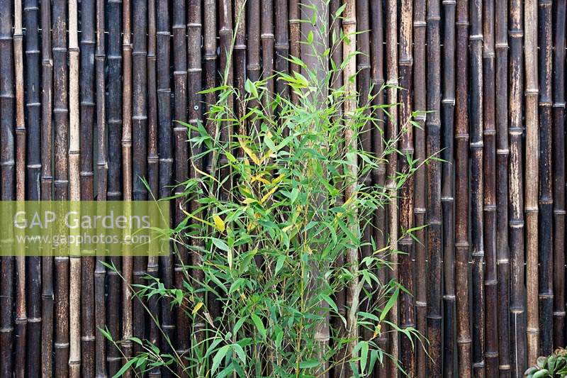 Feuillage et paravent en bambou. The Equilibrium Garden, conçu par Richard Heys MICHort et Audra Bickerdyke, travaillant avec des femmes détenues à HMPPS et YOI Styal, RHS Tatton Park Flower Show, 2019.
