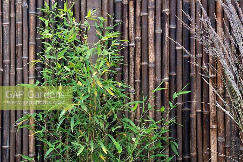 Feuillage et paravent en bambou. The Equilibrium Garden, conçu par Richard Heys MICHort et Audra Bickerdyke, travaillant avec des femmes détenues à HMPPS et YOI Styal, RHS Tatton Park Flower Show, 2019.