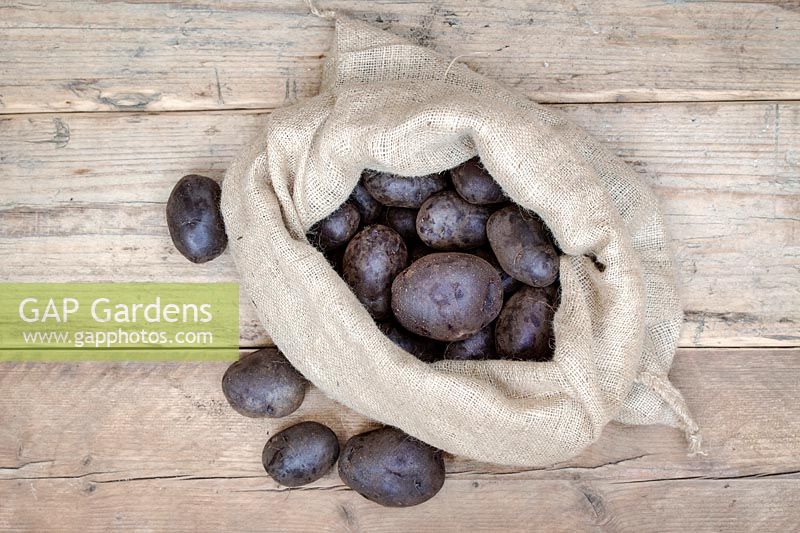 Solanum tuberosum - Récolte de pommes de terre majestueuses violettes Albert Bartlett dans un sac en toile de jute.