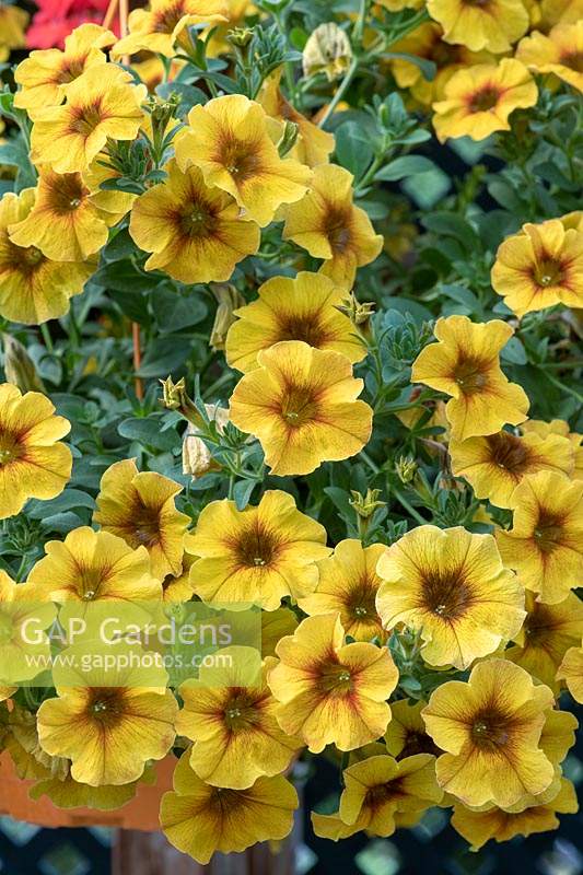 Pétunia x Calibrachoa - Petchoa BeautiCal 'Caramel Yellow '