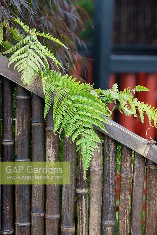 Pteridium aquilinum - Bracken sur une clôture en bambou dans le jardin Equilibrium, conçu par Richard Heys MICHort et Audra Bickerdyke, travaillant avec des femmes détenues à HMPPS et YOI Styal, au RHS Tatton Park Flower Show, 2019.