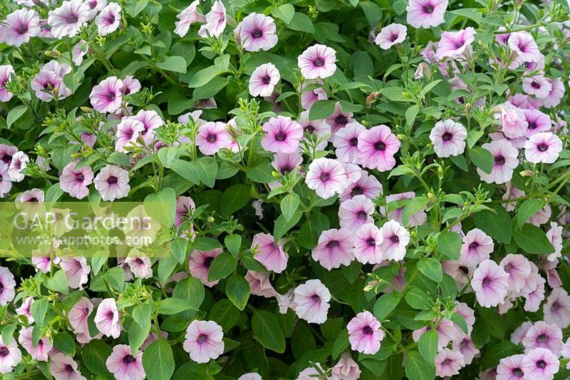 Petunia x hybrida - 'Shock Wave' Pink Vein F1 dans un panier suspendu