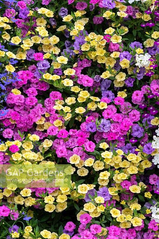 Mur coloré Calibrachoa à double floraison