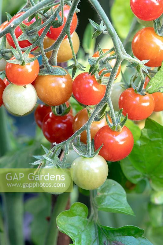 Solanum lycopersicum - Tomato Cherry Baby mûrissant sur la vigne