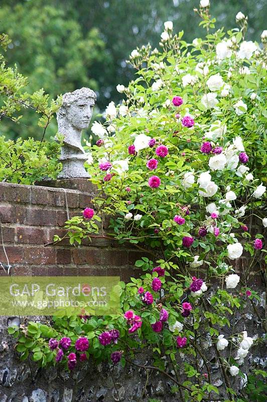 Statue du visage et de la tête de l'homme sur le mur de briques, avec des roses grimpantes en fleurs.