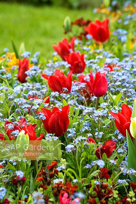 Tulipa rouge - Tulipes et Myosotis - Ne m'oubliez pas dans le parterre de fleurs.