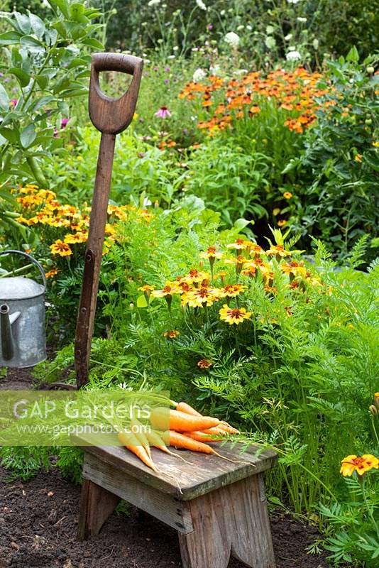 Calendula - Marigold 'Naughty Marietta', cultivée aux côtés de la carotte 'Jitka F1' pour dissuader la mouche de la carotte.