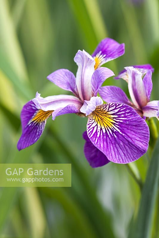 Iris pseudocarus 'L'enfant de Holden'
