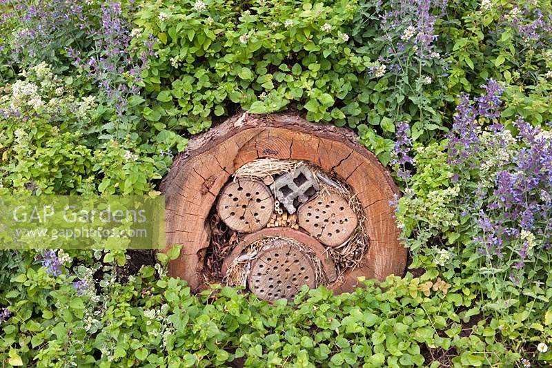 Un habitat d'insectes décoratif et pratique fabriqué à partir d'une section d'arbre coupé entouré de thym, d'origan et de violette commune - Viola riviniana