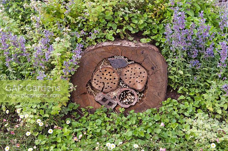 Un habitat d'insectes décoratif et pratique fabriqué à partir d'une section d'arbre coupé entouré d'origan, de menthe des chats et de violette commune - Viola riviniana